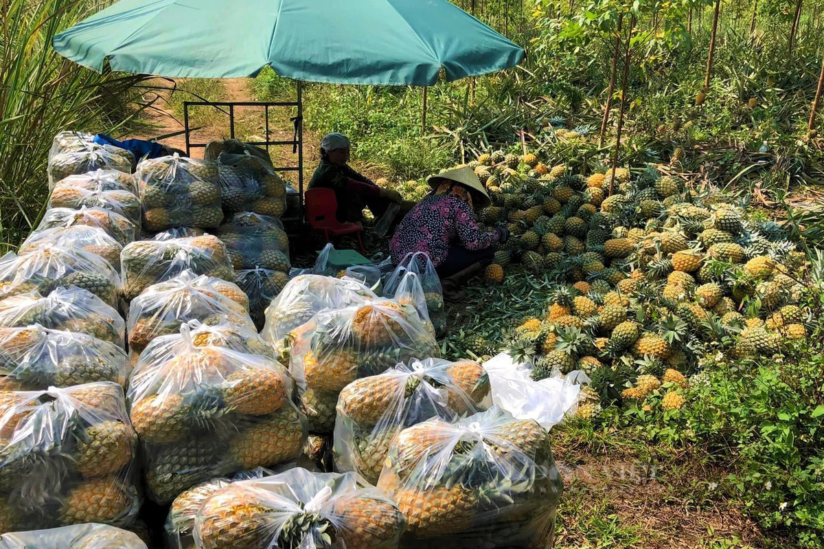 Trong dua “nu hoang”, dan noi nay vua duoc mua lai trung giaa-Hinh-5