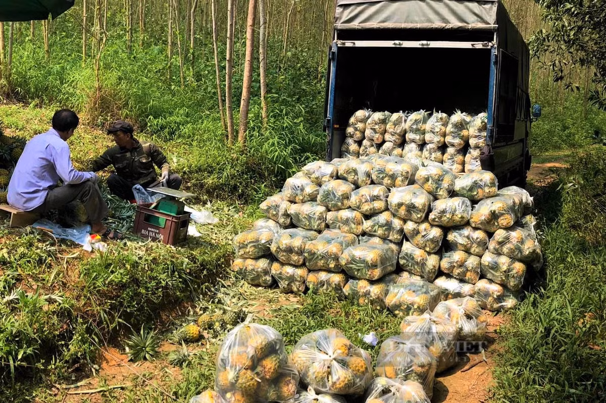 Trong dua “nu hoang”, dan noi nay vua duoc mua lai trung giaa-Hinh-4
