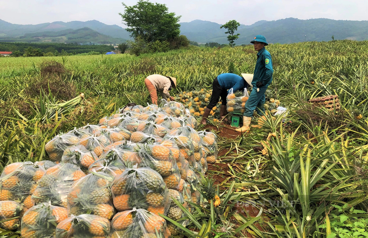 Trong dua “nu hoang”, dan noi nay vua duoc mua lai trung giaa-Hinh-2