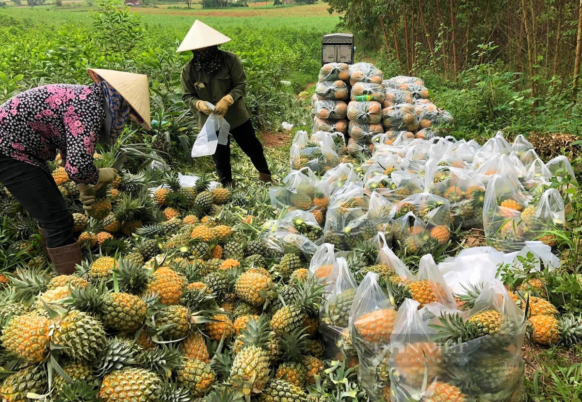 Trong dua “nu hoang”, dan noi nay vua duoc mua lai trung giaa