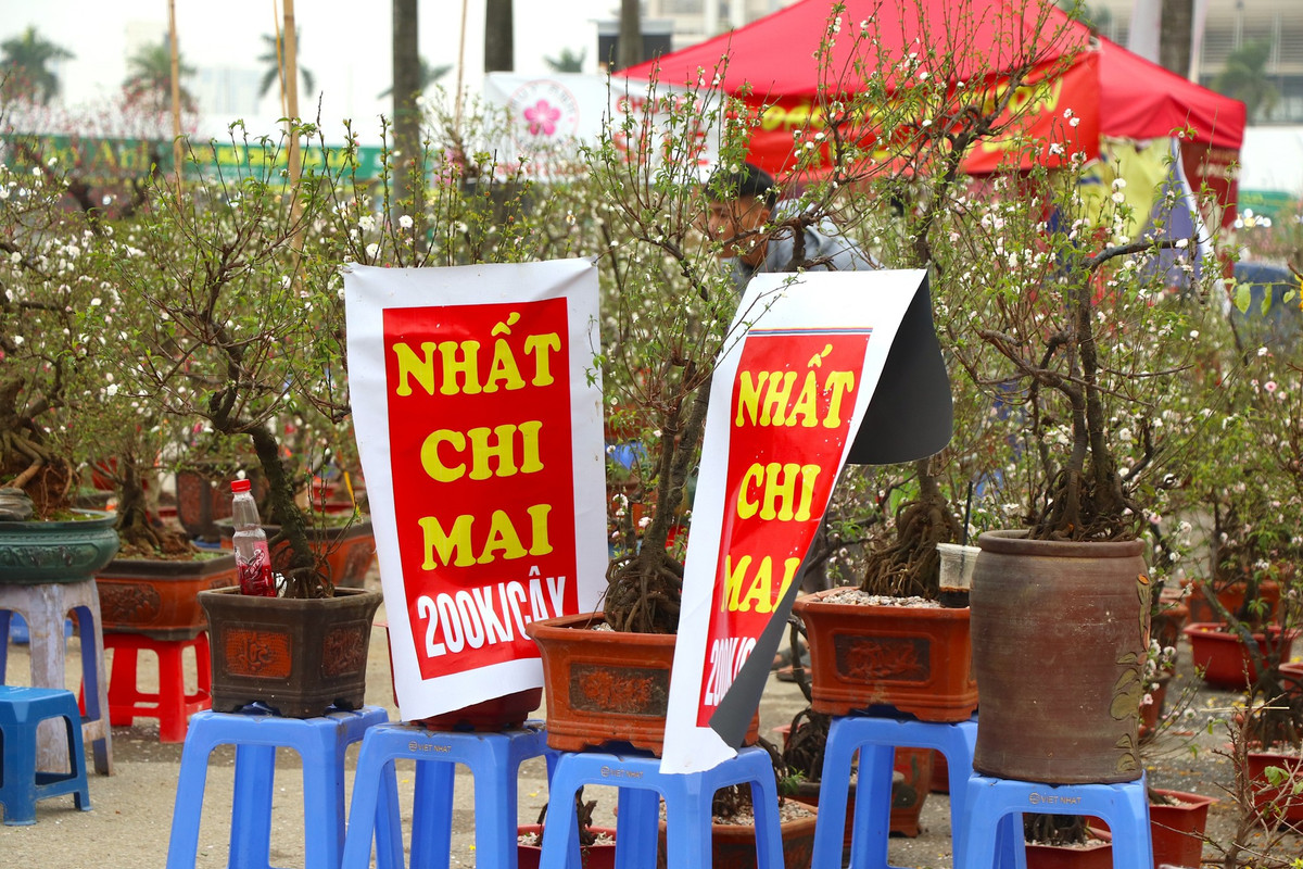 br/> Tiểu thương chia sẻ, đào rừng, nhất chi mai năm nay nhập từ Sơn La, Lạng Sơn, Mộc Châu là chủ yếu. Giá thành rẻ hơn nhiều so với năm ngoái vì sức mua giảm kém và hoa nở sớm.