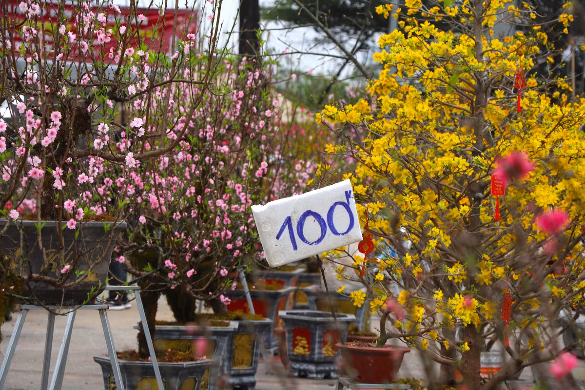 Nhiều chậu đào, mai nở kín hoa giảm giá chỉ còn 100.000 đồng/cành.