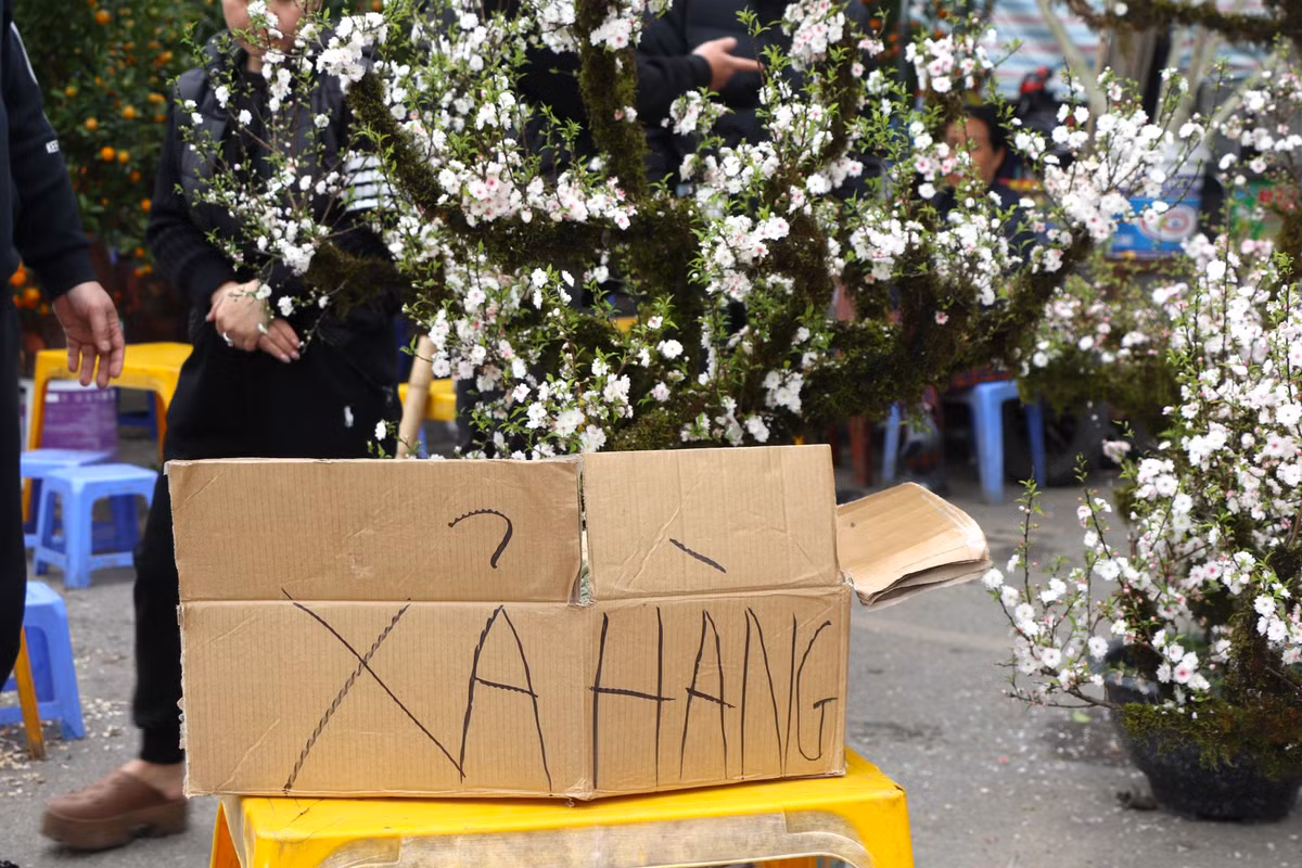 Tại đây, hàng trăm người bày bán đào, mai, quất,... với đủ hình dáng, thế. Hầu như các loại hoa tại chợ đều đã bung nở hoa.