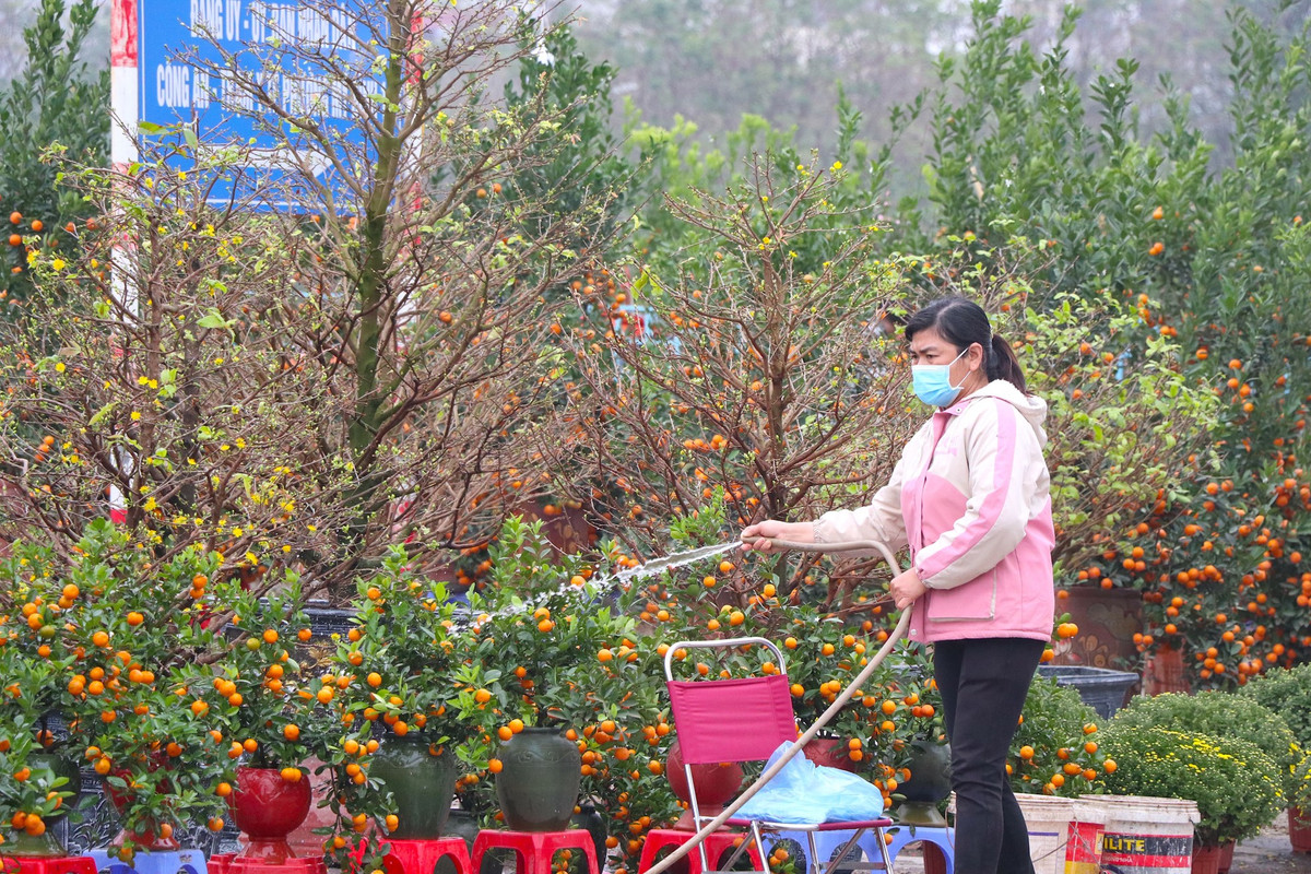 Bà Lan (56 tuổi, ở Xuân La, Tây Hồ, Hà Nội) đã có "thâm niên" bán quất được 20 năm cho biết, kinh tế khó khăn chung nên giá quất năm nay cũng rẻ hơn so với mọi năm mặc dù quất năm nay rất đẹp.