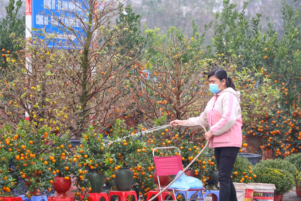 Bà Lan (56 tuổi, ở Xuân La, Tây Hồ, Hà Nội) đã có "thâm niên" bán quất được 20 năm cho biết, kinh tế khó khăn chung nên giá quất năm nay cũng rẻ hơn so với mọi năm mặc dù quất năm nay rất đẹp.