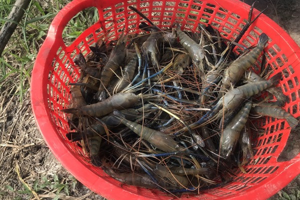 Nuoi dac san tom cang xanh o ruong lua, ai cung muon mua-Hinh-2