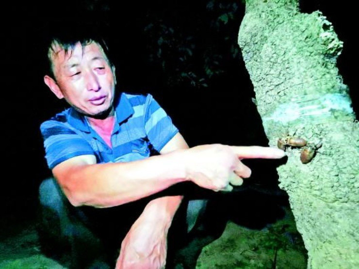 Ca lang kiem 16 ty nho nuoi loai keu dinh tai nhuc oc