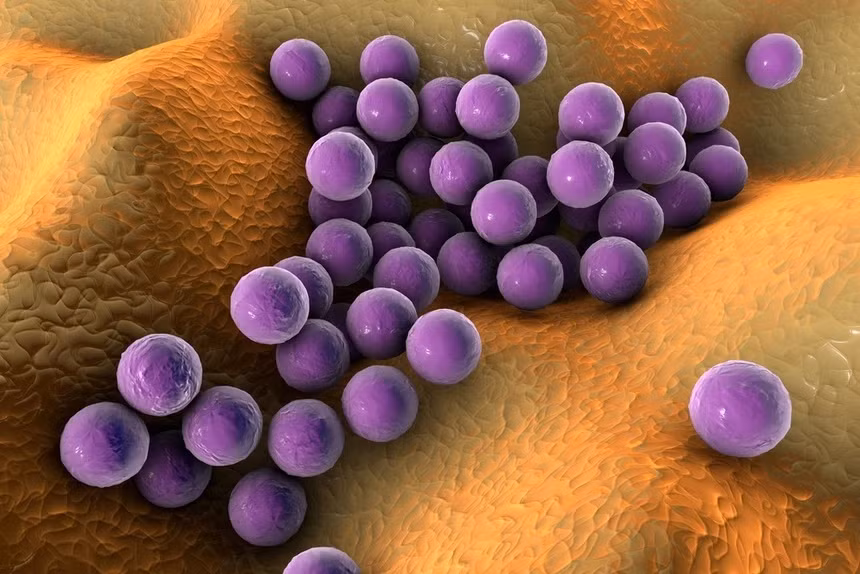 Loai vi khuan quen thuoc gay ngo doc o Khanh Hoa-Hinh-2