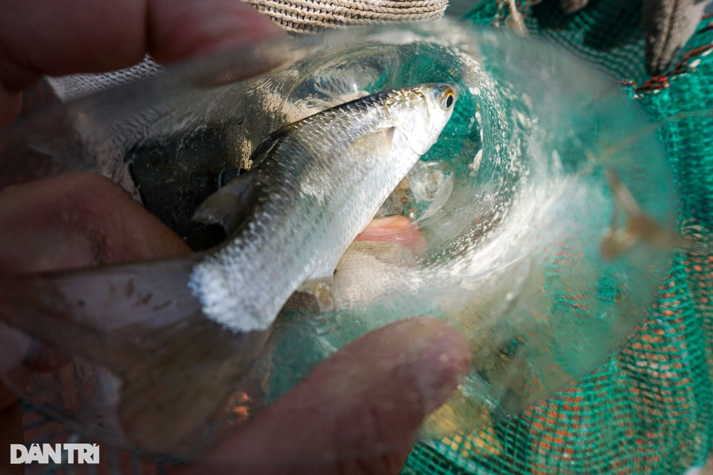 Ky nghe cau ca khac la cua “can thu” o Da Nang-Hinh-4