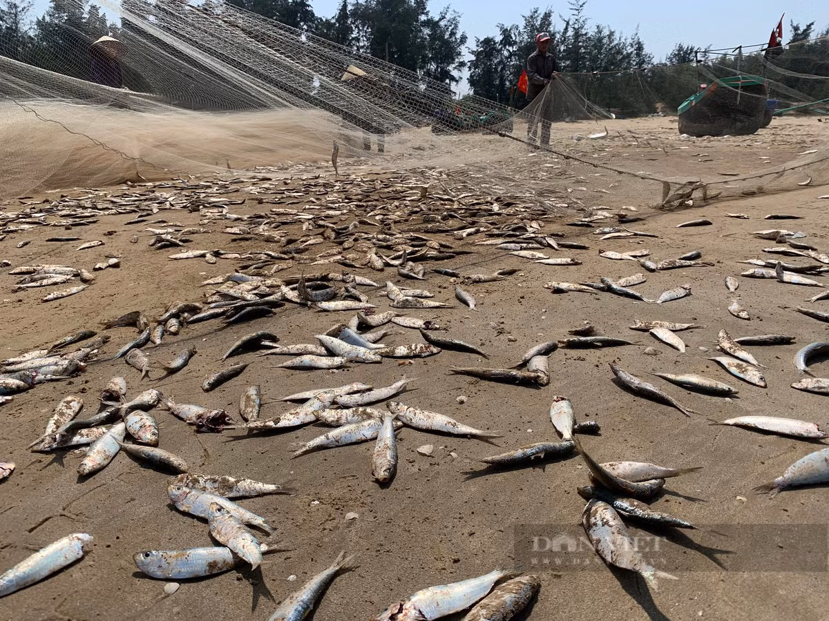 Liên tục trong nhiều ngày qua, ngư dân xã Thạch Trị, huyện Thạch Hà, Hà Tĩnh trúng đậm luồng cá trích lớn. Sau mỗi chuyến ra khơi, ngư dân có thể đánh bắt được từ 5 tạ đến 1 tấn cá trích, thu về hàng chục triệu đồng. Ảnh: PV