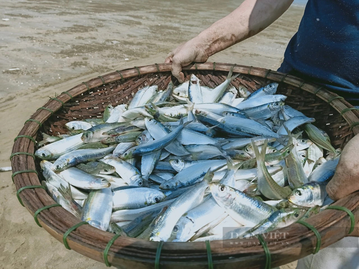 Với giá bán dao động từ 10.000 - 15.000 đồng/kg, mỗi chuyến ra khơi, ngư dân có thể kiếm được vài triệu đồng. Thậm chí, nhiều thuyền lớn còn đánh bắt được 1 tấn cá, thu nhập trên 10 triệu đồng. Ảnh: PV