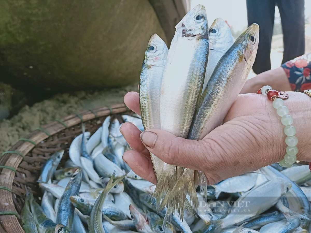 Cá trích đánh bắt gần bờ, tươi ngon được thương lái thu mua hết. Ảnh: PV