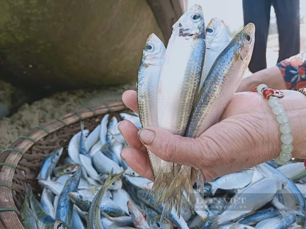 Cá trích đánh bắt gần bờ, tươi ngon được thương lái thu mua hết. Ảnh: PV