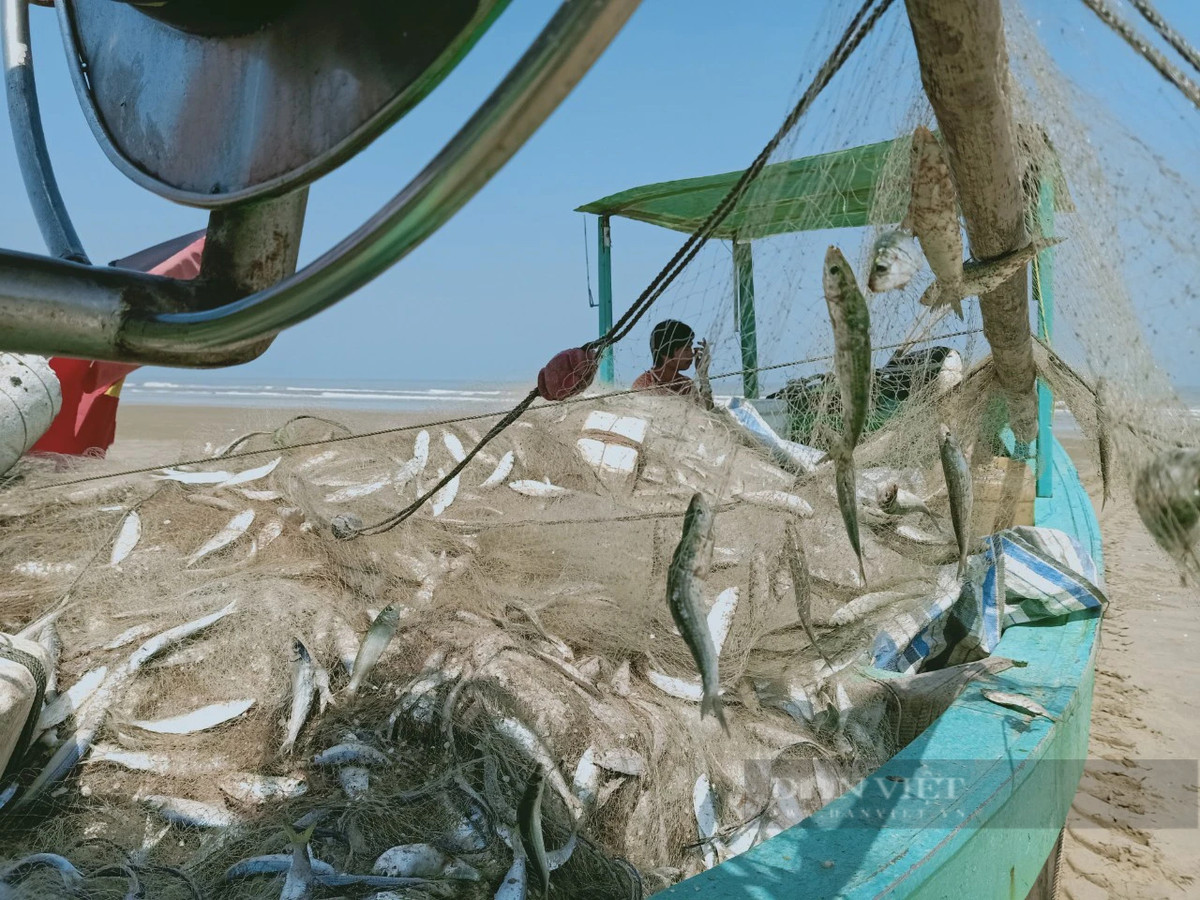 Theo ngư dân địa phương, từ tháng 12(aL) đến tháng 3 (aL) năm sau người dân vùng biển Thạch Trị lại tất bật vào vụ săn cá trích. Đây là thời điểm cá trích có sản lượng lớn, giàu chất dinh dưỡng nhất trong năm. Ngư trường khai thác cá trích cách bờ biển khoảng 3-5 hải lý. Ảnh: PV