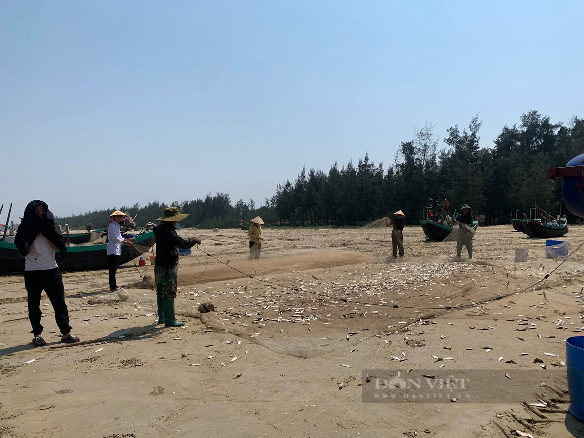 Trung bình mỗi thuyền ra khởi, chúng tôi đánh bắt được 5-7 tạ, có hôm lên đến cả 2-3 tấn cá trích. Cá trích rất dễ bắt nhưng vất vả nhất là khâu rũ lưới gỡ cá, khi bắt được nhiều chúng tôi phải huy động cả nhà, thậm chí mượn thêm người để cùng nhau gỡ cá cho kịp. Ảnh: PV