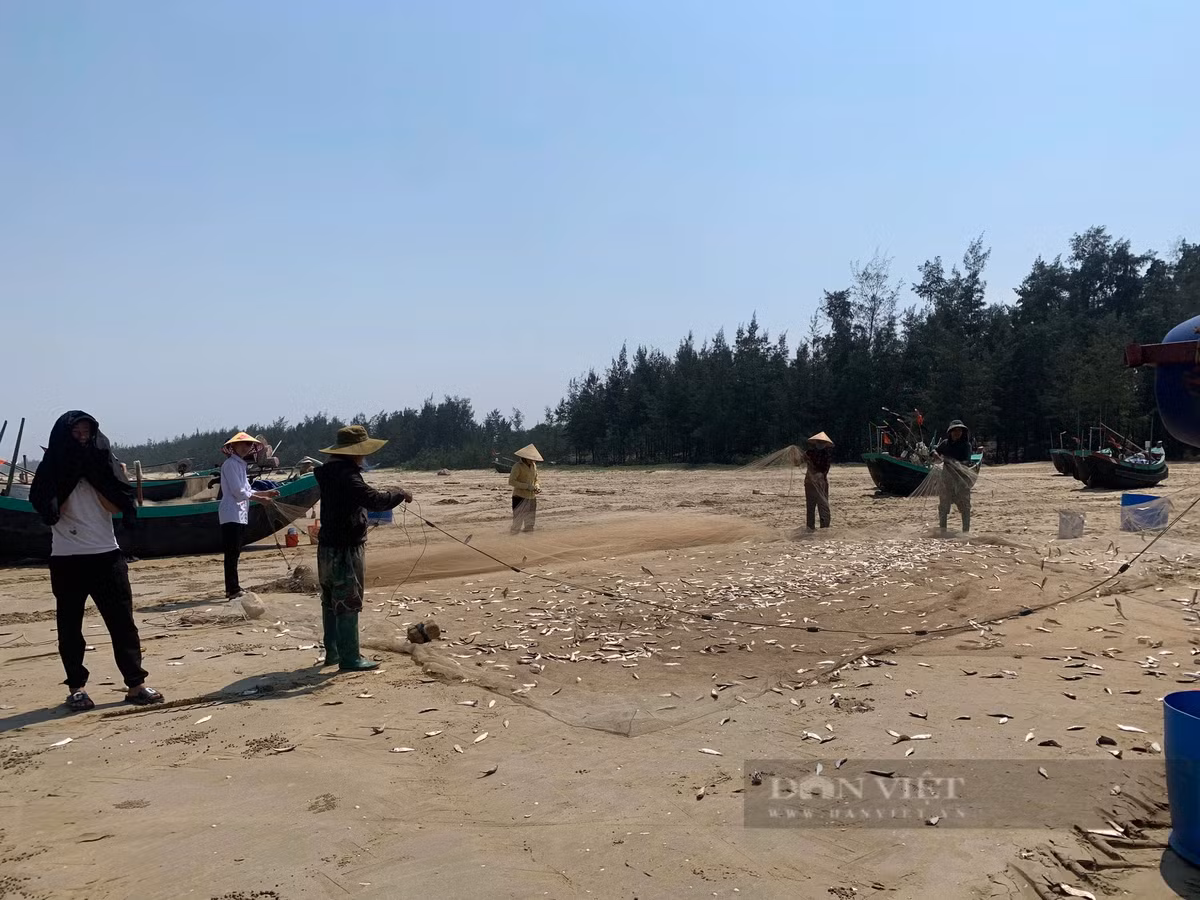 Trung bình mỗi thuyền ra khởi, chúng tôi đánh bắt được 5-7 tạ, có hôm lên đến cả 2-3 tấn cá trích. Cá trích rất dễ bắt nhưng vất vả nhất là khâu rũ lưới gỡ cá, khi bắt được nhiều chúng tôi phải huy động cả nhà, thậm chí mượn thêm người để cùng nhau gỡ cá cho kịp. Ảnh: PV