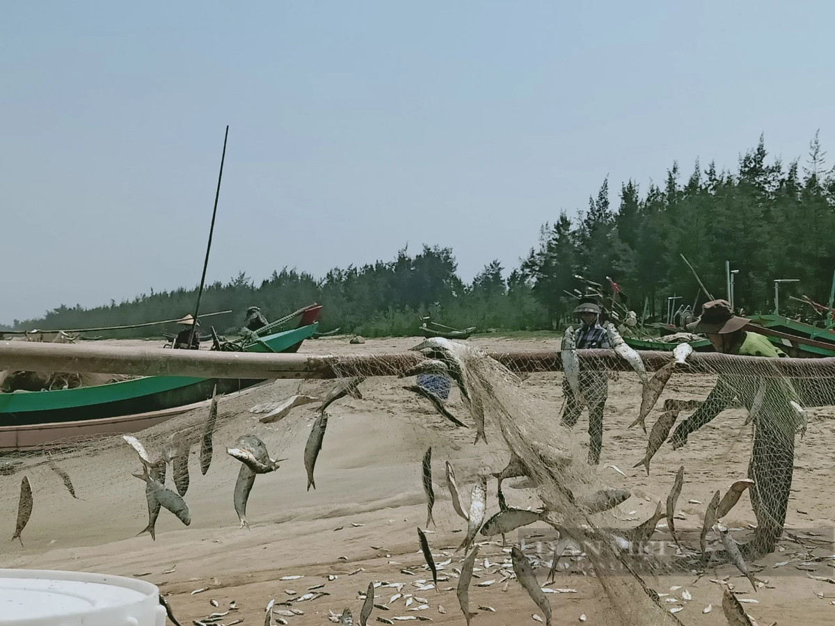 Với ngư dân không có nhiều vốn cho những chuyến đánh bắt xa bờ thì cá trích chính là cứu cánh, niềm hy vọng cho một năm được mùa biển. Ảnh: PV