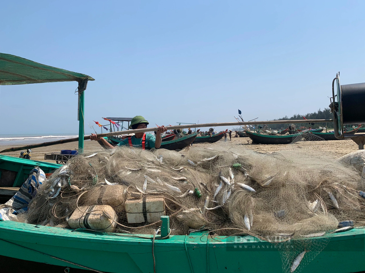 Ngay khi thuyền cập bờ, các thương lái đã chờ sẵn để thu mua cá. Dù mới đầu mùa nhưng sản lượng cá trích đánh bắt được khá nhiều khiến ngư dân vô cùng phấn khởi. Ảnh: PV