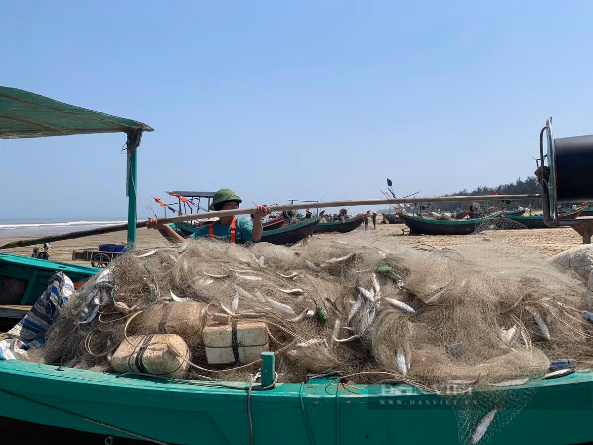 Ngay khi thuyền cập bờ, các thương lái đã chờ sẵn để thu mua cá. Dù mới đầu mùa nhưng sản lượng cá trích đánh bắt được khá nhiều khiến ngư dân vô cùng phấn khởi. Ảnh: PV