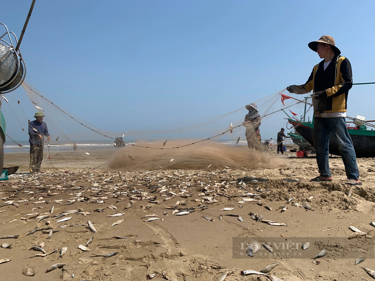 Hàng chục ngư dân tại vùng ven biển xã Thạch Trị, huyện Thạch Hà (Hà Tĩnh) trúng hàng tấn cá trích, "bỏ túi" hàng chục triệu mỗi ngày. Ảnh: PV
