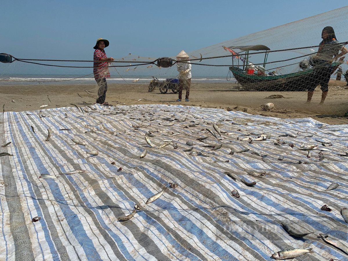 Cá trích được ngư dân gỡ xuống nằm la liệt trên lưới. Ảnh: PV