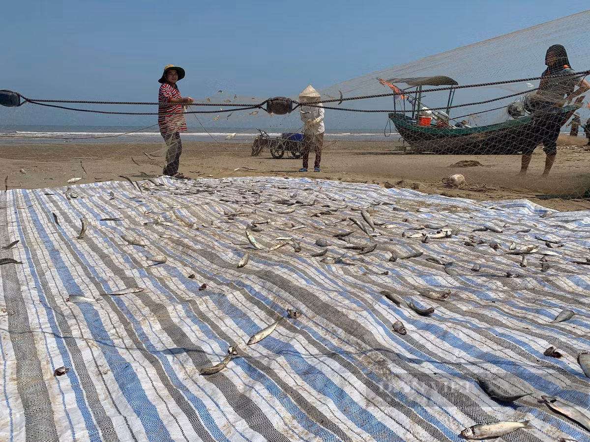 Cá trích được ngư dân gỡ xuống nằm la liệt trên lưới. Ảnh: PV