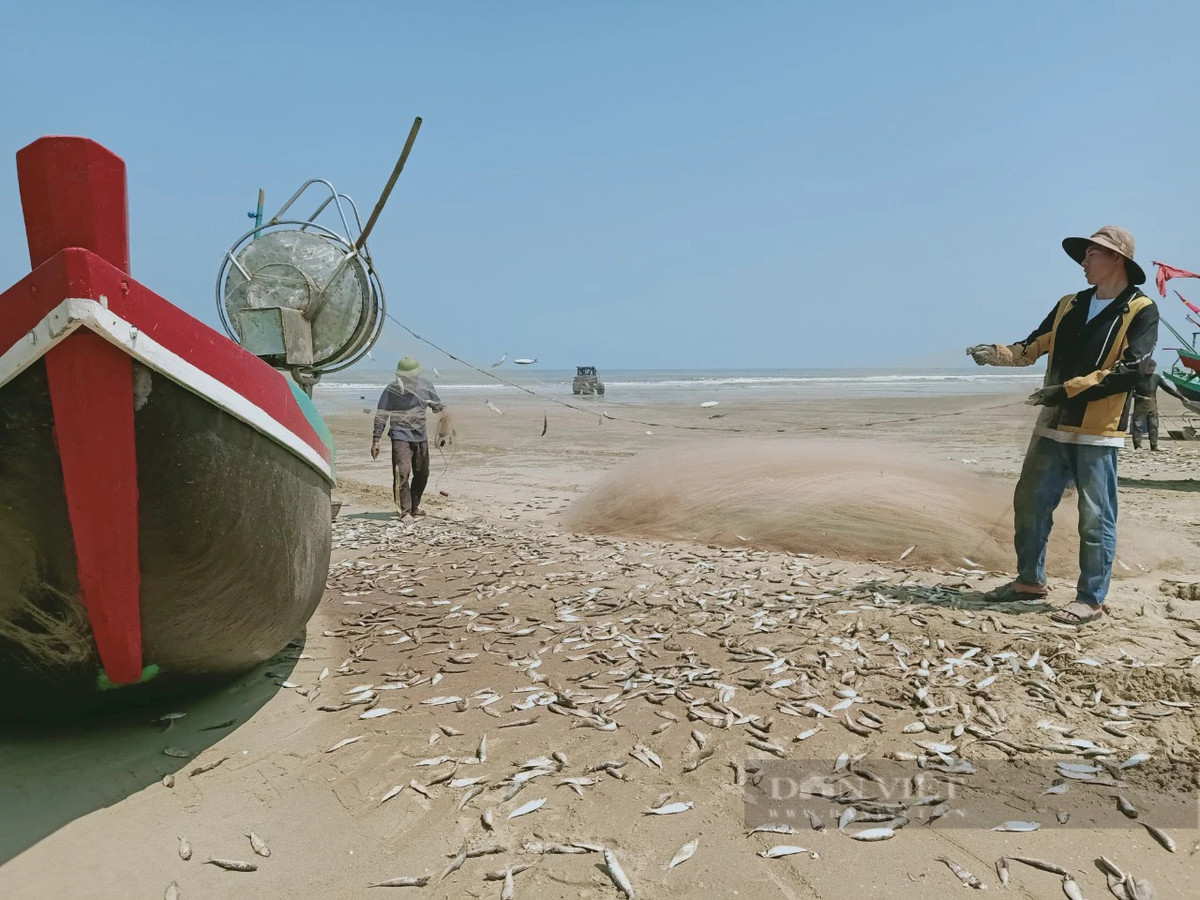 Thuyền của anh Lê Khắc Nhật (thôn Toàn Thắng, xã Thạch Trị) cập bến sau gần 4 tiếng ra khơi thu về 8 tạ cá trích. Ảnh: PV