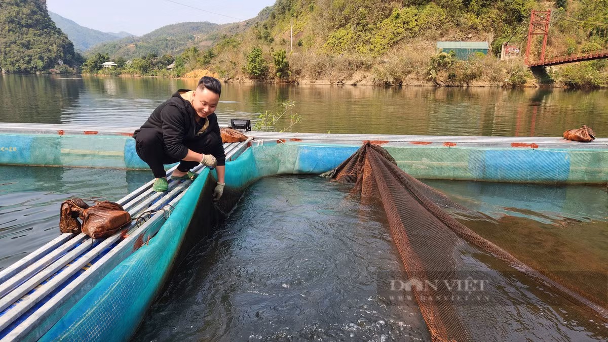 Nuoi ca dac san, 9X Lai Chau bat ban thu gan 1 ty/nam