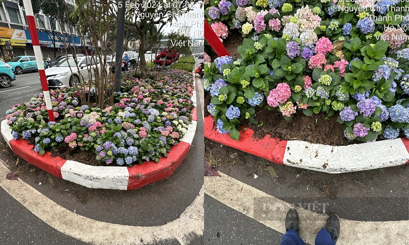 Canh bao nan trom hoa trang tri cong cong ngay Tet o Ha Noi-Hinh-3