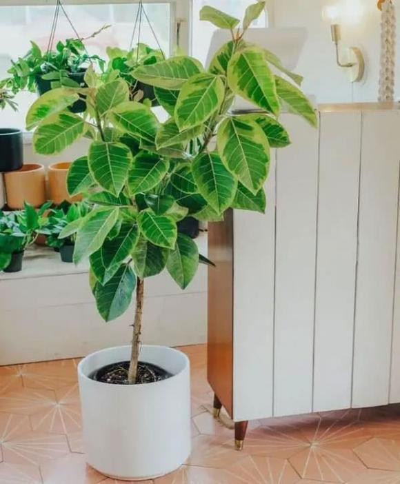 Trong nhieu hoa o 3 noi nay trong nha cang toi te-Hinh-6