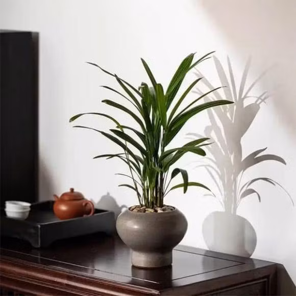 Trong nhieu hoa o 3 noi nay trong nha cang toi te-Hinh-8