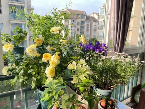 Trong nhieu hoa o 3 noi nay trong nha cang toi te-Hinh-4