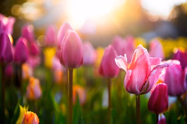 Khai xuan phat loc: 3 con giap nua cuoi thang 2, giau to