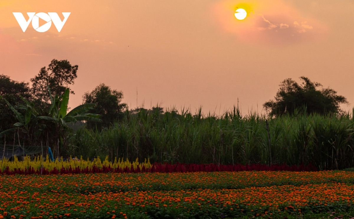 Với tốc độ đô thị hóa tăng cao, ở các nơi khác của phường Thái Hòa diện tích đất nông nghiệp dần thu hẹp. Thế nhưng, ở khu phố Tân Ba, người dân vẫn duy trì, giữ lại diện tích đất để làm nông nghiệp, trồng hoa. Do đó, chính quyền cũng đã có những chính sách hỗ trợ vay vốn, chuyển giao khoa học kỹ thuật để nông dân hướng đến việc làm nông nghiệp đạt năng suất cao.