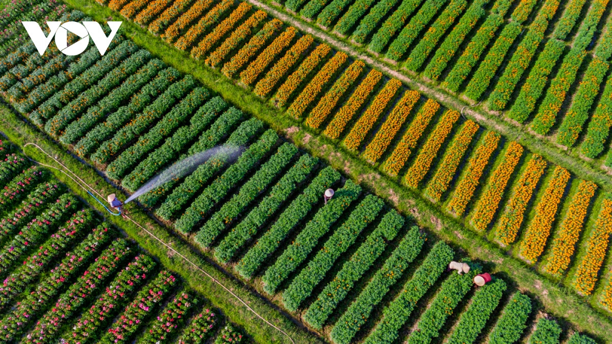 Làng hoa Bình Dương đua sắc đón Xuân - Hình 2 Lang hoa Binh Duong dua sac don Xuan-Hinh-2