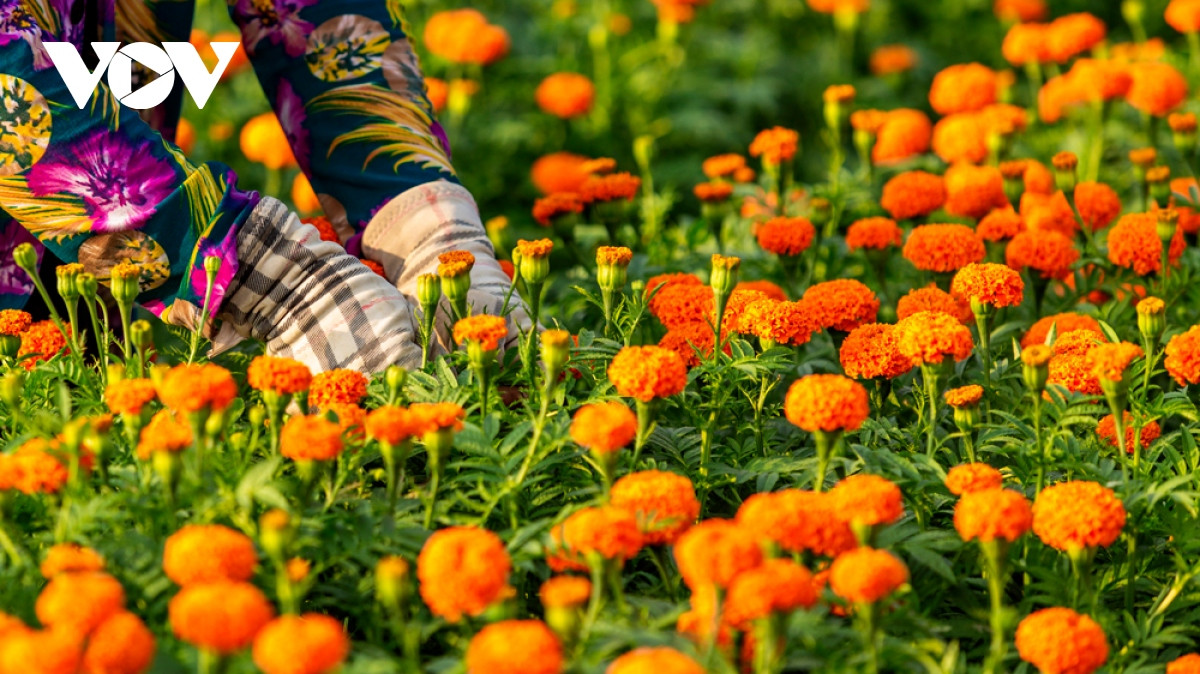 Mỗi năm, người dân ở Tân Ba chỉ trồng một vụ hoa. Nếu tính về măt kinh tế thì không lời nhiều nhưng do đam mê và mấy chục năm gắn bó với việc trồng hoa Tết nên mọi người duy trì từ đời này sang đời khác.