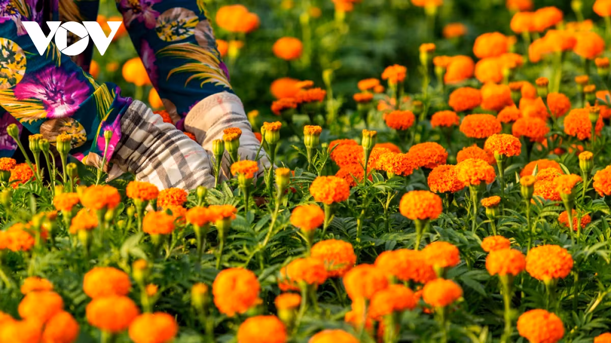 Mỗi năm, người dân ở Tân Ba chỉ trồng một vụ hoa. Nếu tính về măt kinh tế thì không lời nhiều nhưng do đam mê và mấy chục năm gắn bó với việc trồng hoa Tết nên mọi người duy trì từ đời này sang đời khác.