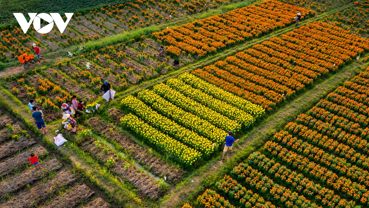 Để hoa nở đúng dịp Tết, nông dân ở Tân Ba đã canh thời tiết, xem ngày xuống giống, cách chăm sóc cho phù hợp.