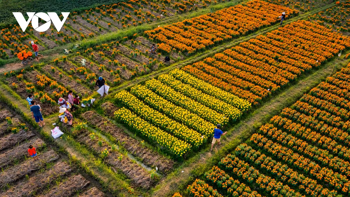 Để hoa nở đúng dịp Tết, nông dân ở Tân Ba đã canh thời tiết, xem ngày xuống giống, cách chăm sóc cho phù hợp.