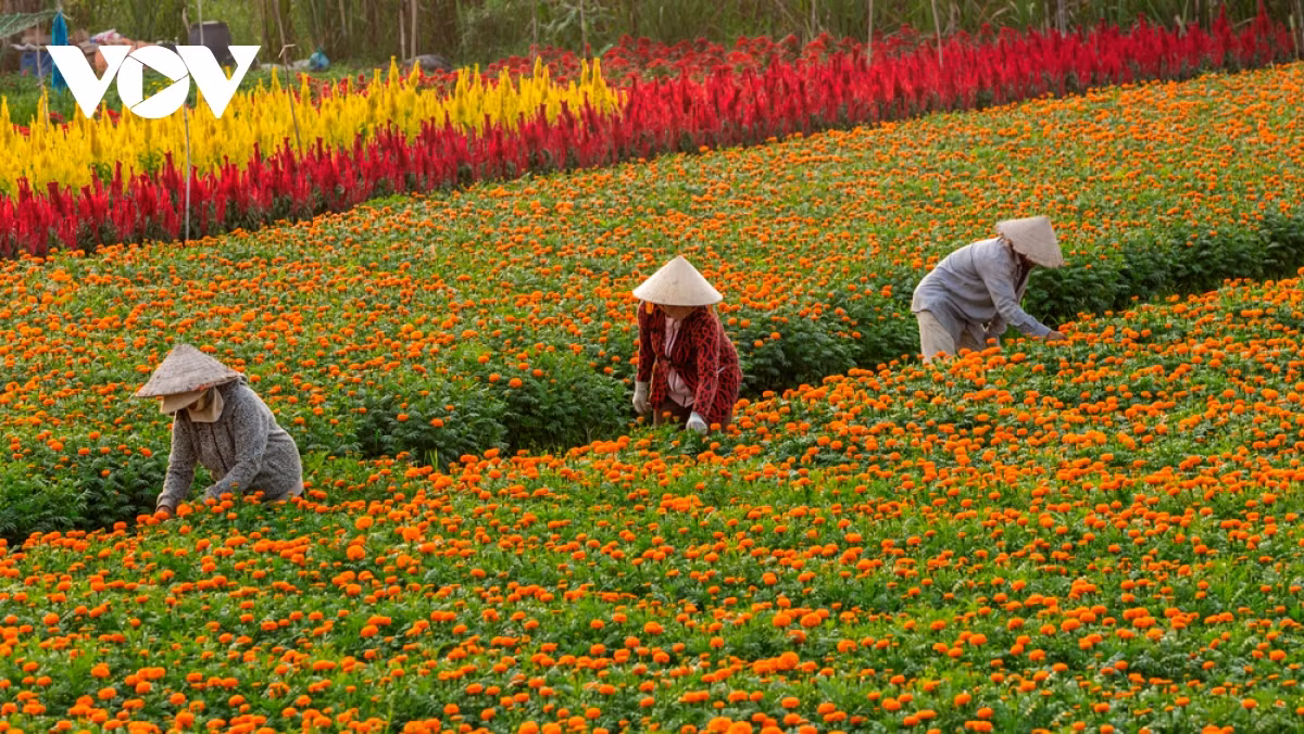 Năm nay, thời tiết thuận lợi nên người dân ở làng hoa Tân Ba yên tâm, phấn khởi khi hoa nở đều, đẹp.