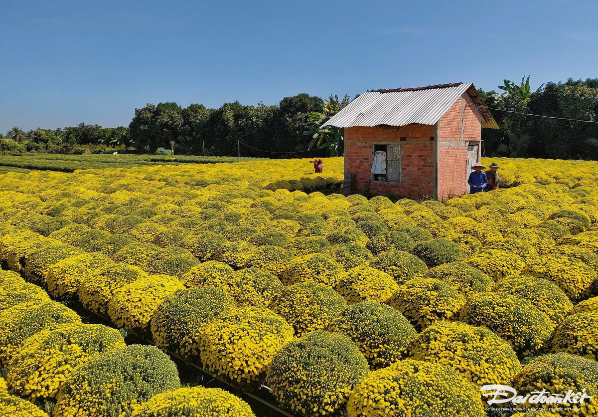 Cuc mam xoi mien Tay ruc ro ngay can Tet-Hinh-7