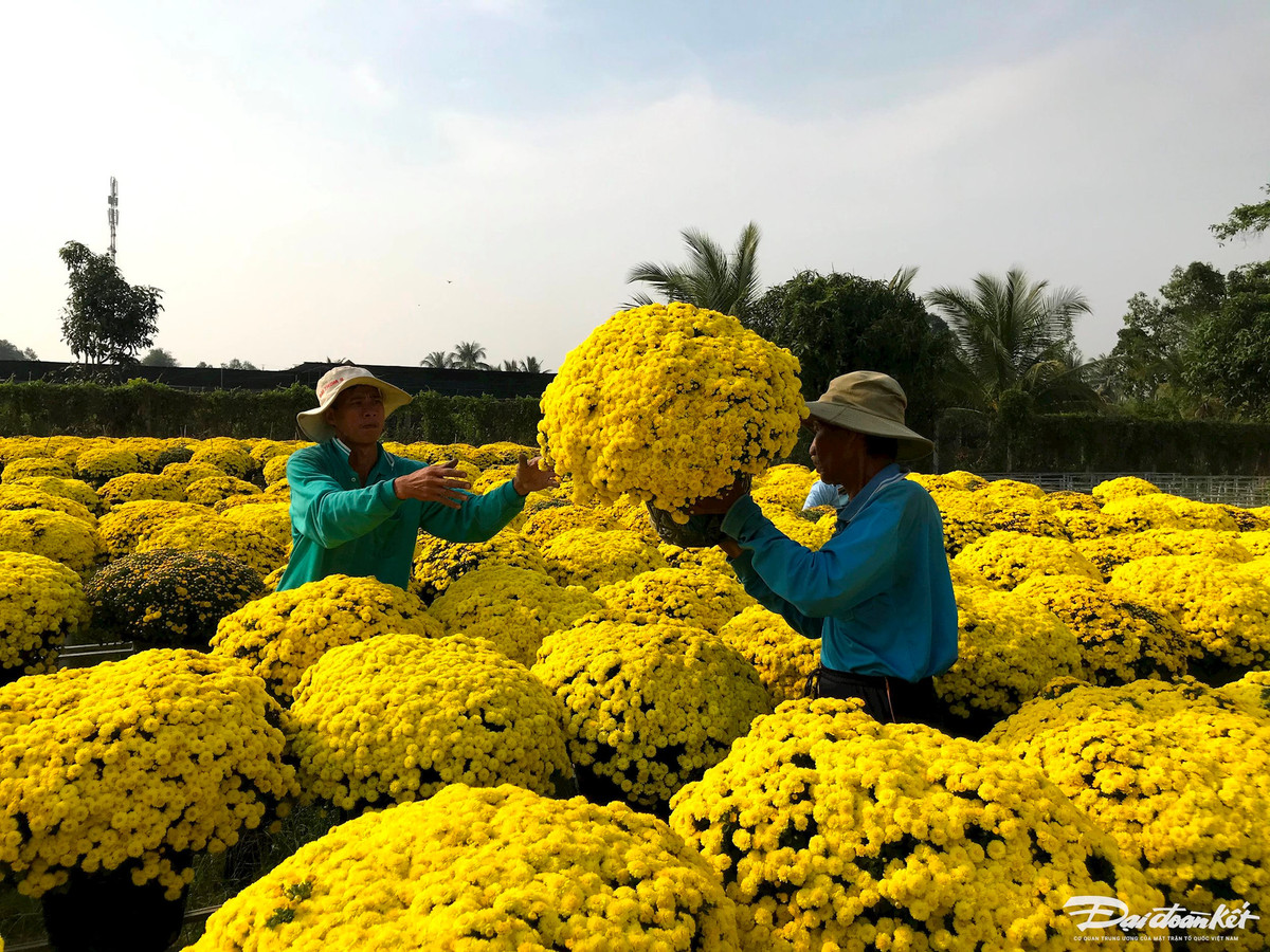 Cuc mam xoi mien Tay ruc ro ngay can Tet-Hinh-2