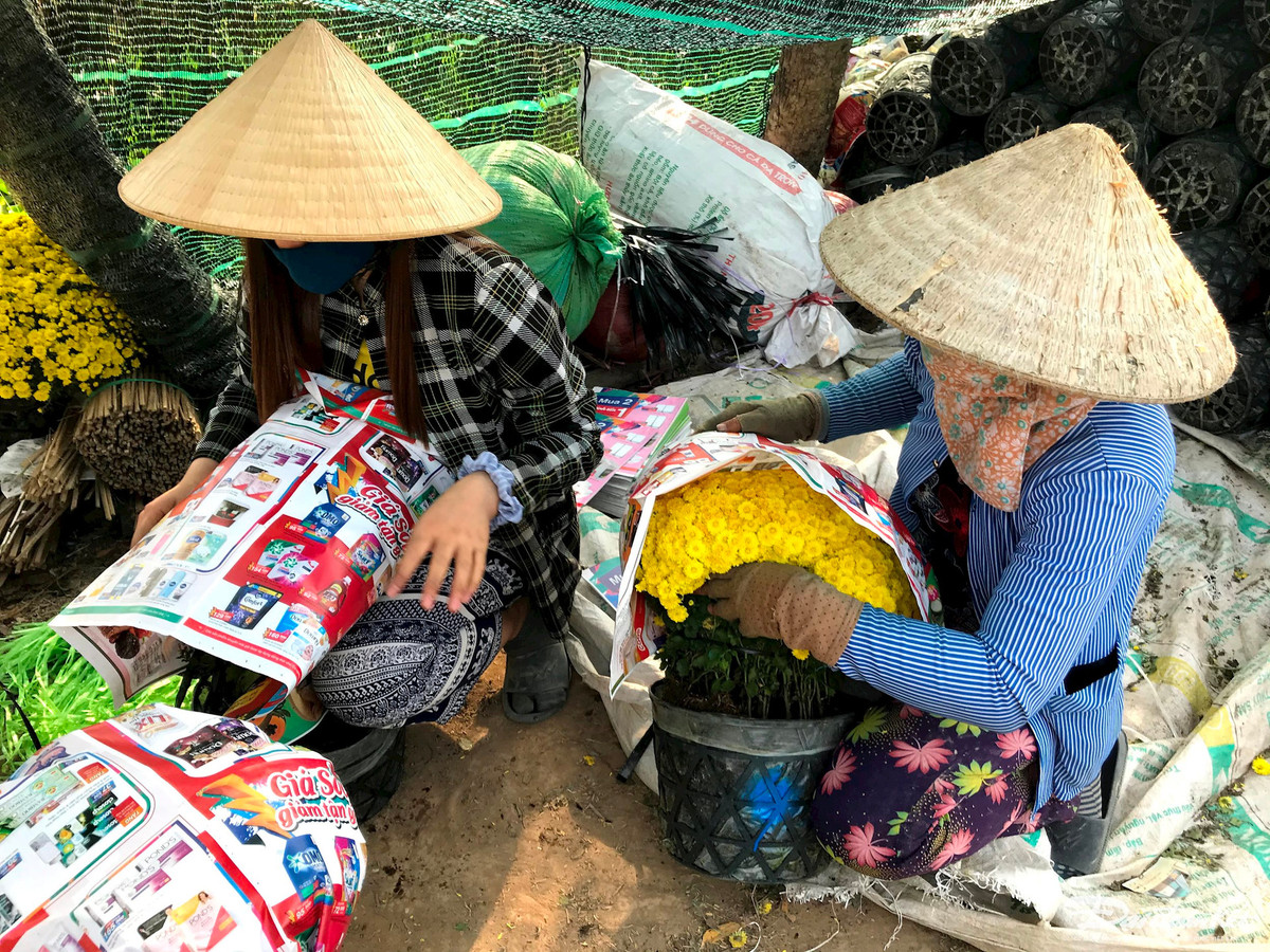 Cuc mam xoi mien Tay ruc ro ngay can Tet-Hinh-5