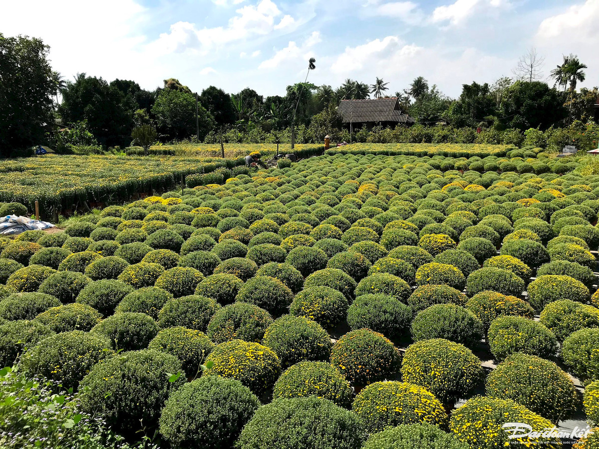 Cuc mam xoi mien Tay ruc ro ngay can Tet-Hinh-6