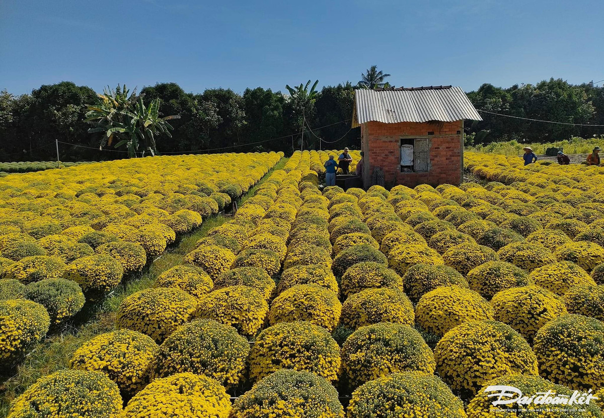 Cuc mam xoi mien Tay ruc ro ngay can Tet-Hinh-3