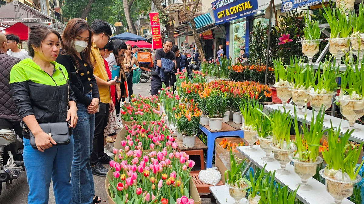 Quầy hoa tulip đủ màu sắc rực rỡ thu hút khách mua, mỗi chậu có giá 150 nghìn đồng.