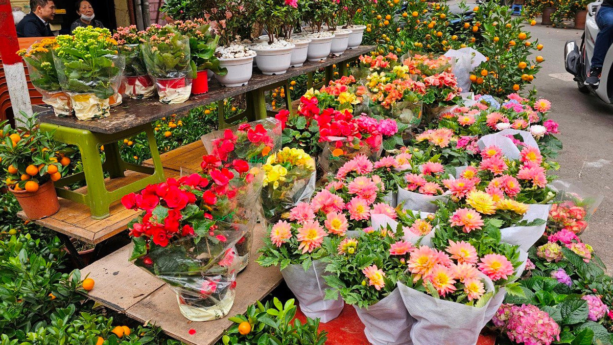 Các chậu hoa sống đời, sen cạn, thược dược kép có giá từ 150-250 nghìn đồng/chậu.