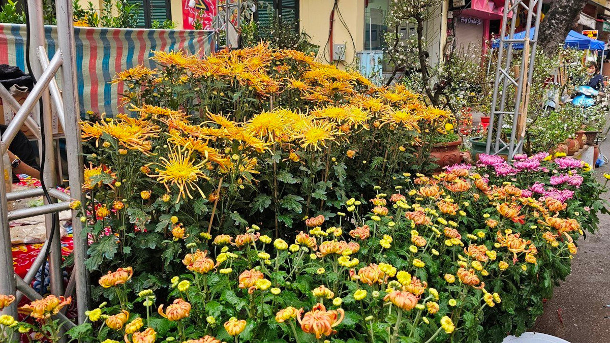 Ngoài quất cảnh, hoa đào, hoa mai, cây cảnh các loại cũng bày bán tại chợ. Hoa đào, hoa mai trắng có giá vài trăm nghìn đồng đến vài triệu đồng tùy kích thước, kiểu dáng.