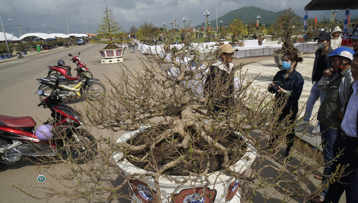 “Doc, la” goc mai vang bonsai don Tet “nhin la thich-Hinh-16