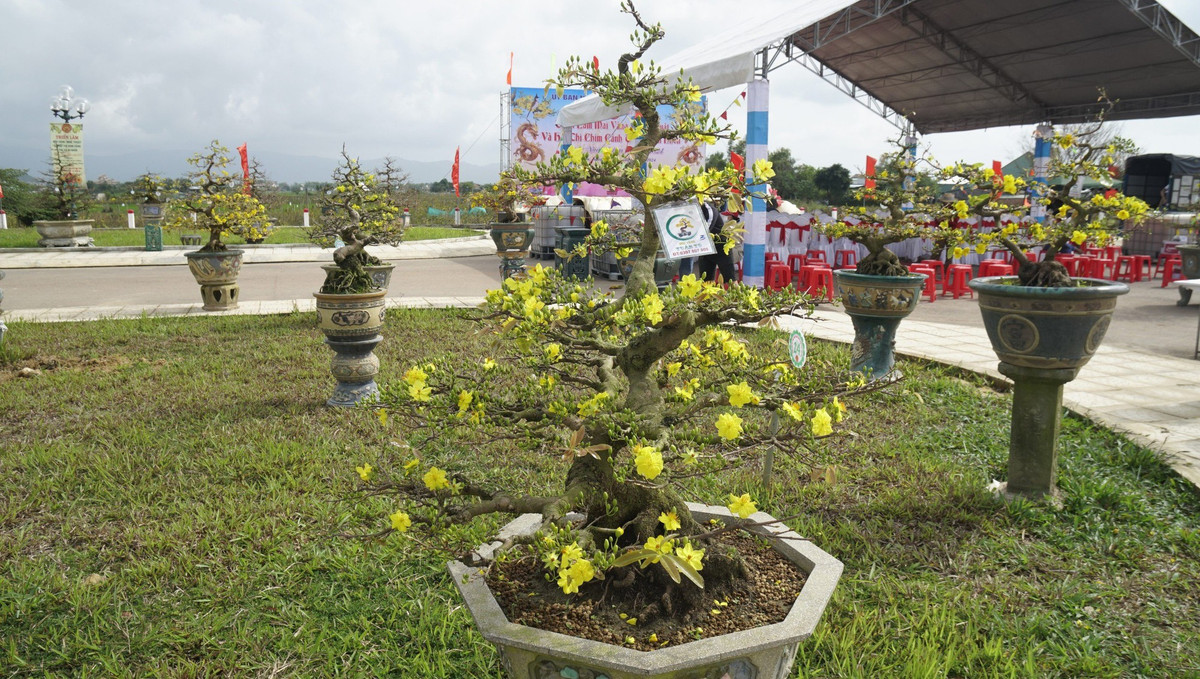 “Doc, la” goc mai vang bonsai don Tet “nhin la thich-Hinh-14